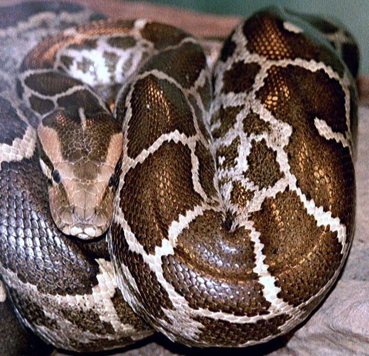 Illustrative photo: Tigerpython, CC 3.0